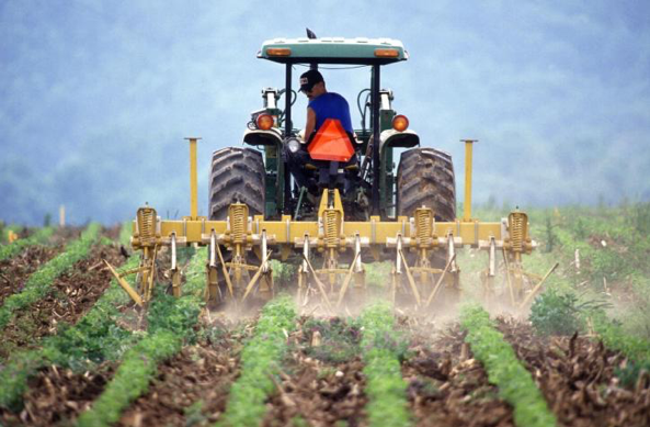 A man on a tractor with large wheels looks backwards at a row of green plants. The tractor pulls four plows that throw dust in the air and create wide divots in the soil. In the background is a green backdrop of a tree-speckled hill.