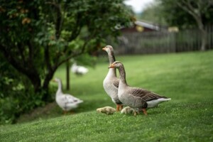 Two geese with their goslings stand in focus at the front of the picture, two more geese are less in focus behind them as they all explore a neatly trimmed lawn with small shrubs and a wooden fence.